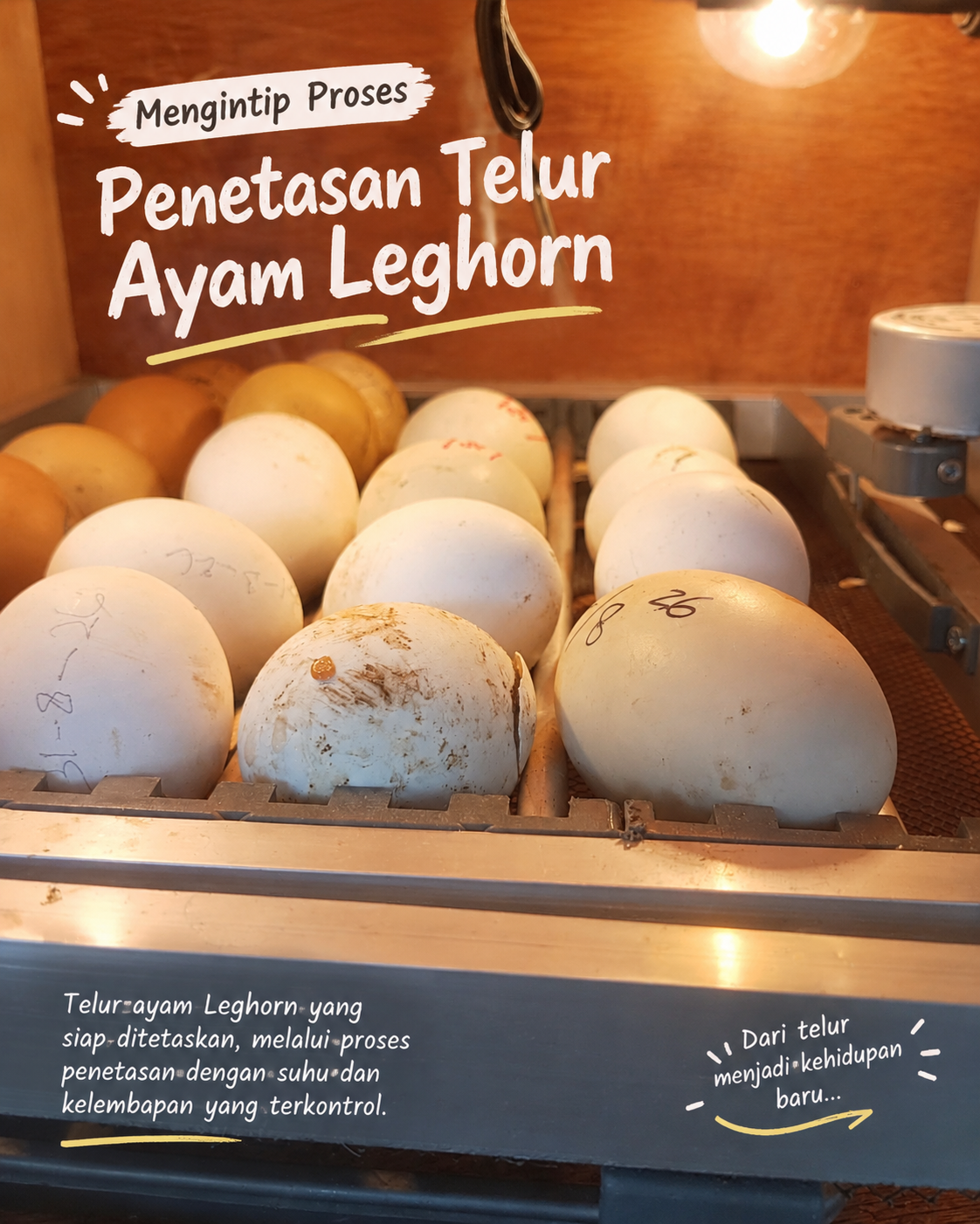 Mengintip Proses Penetasan Telur Ayam Leghorn Proses penetasan telur ayam Leghorn.
