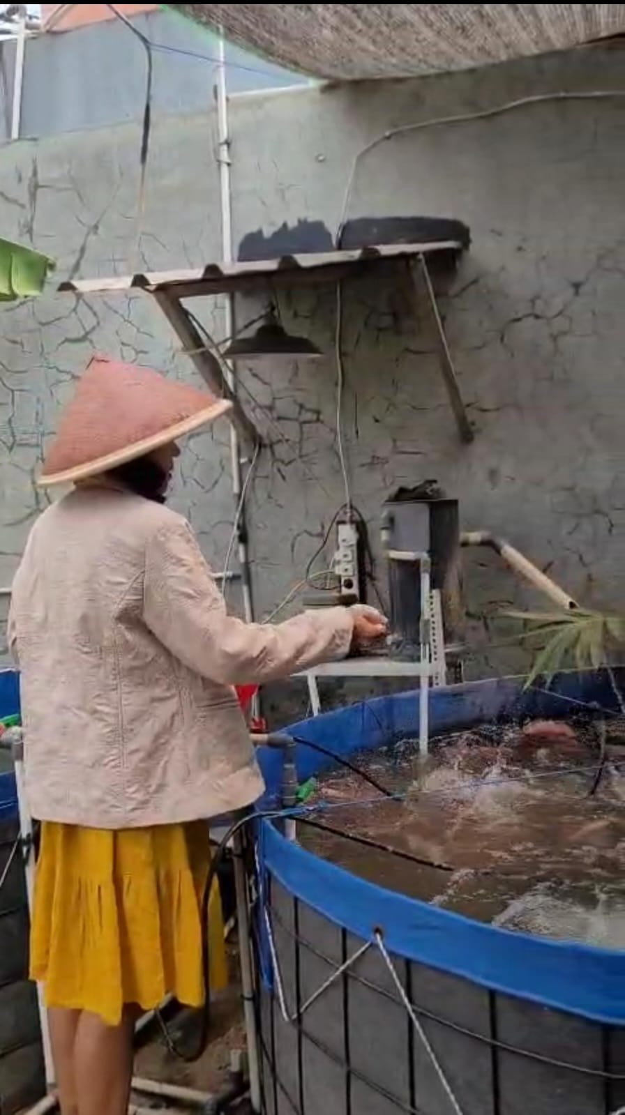 Pemberian Pakan Ikan Nila