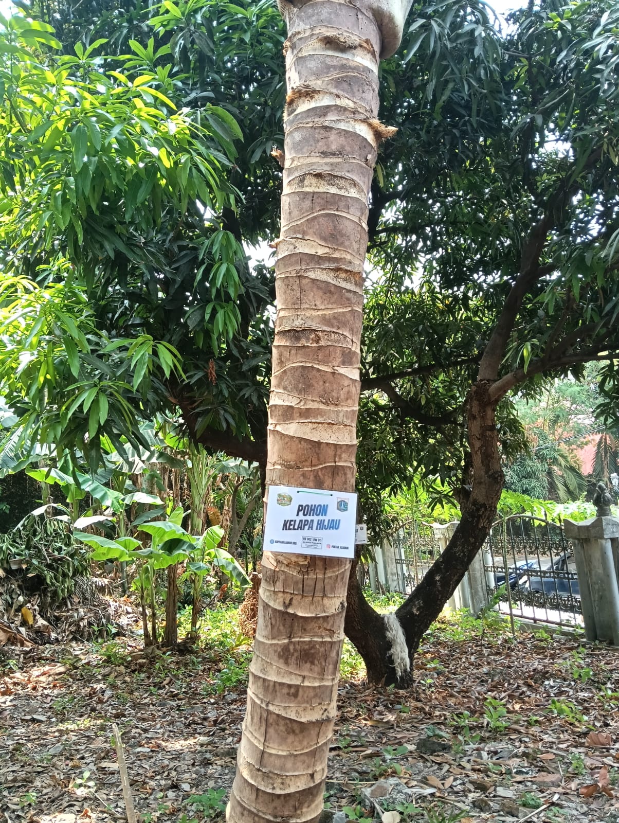 🥥 Kelapa Hijau