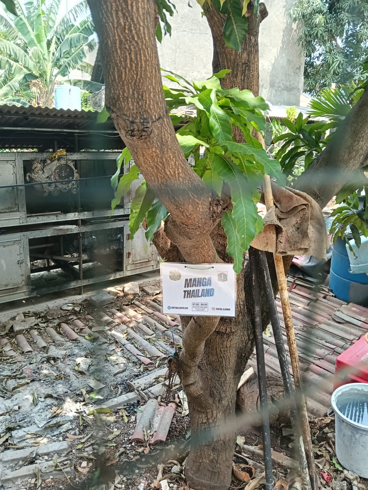 🥭 Mangga Thailand
