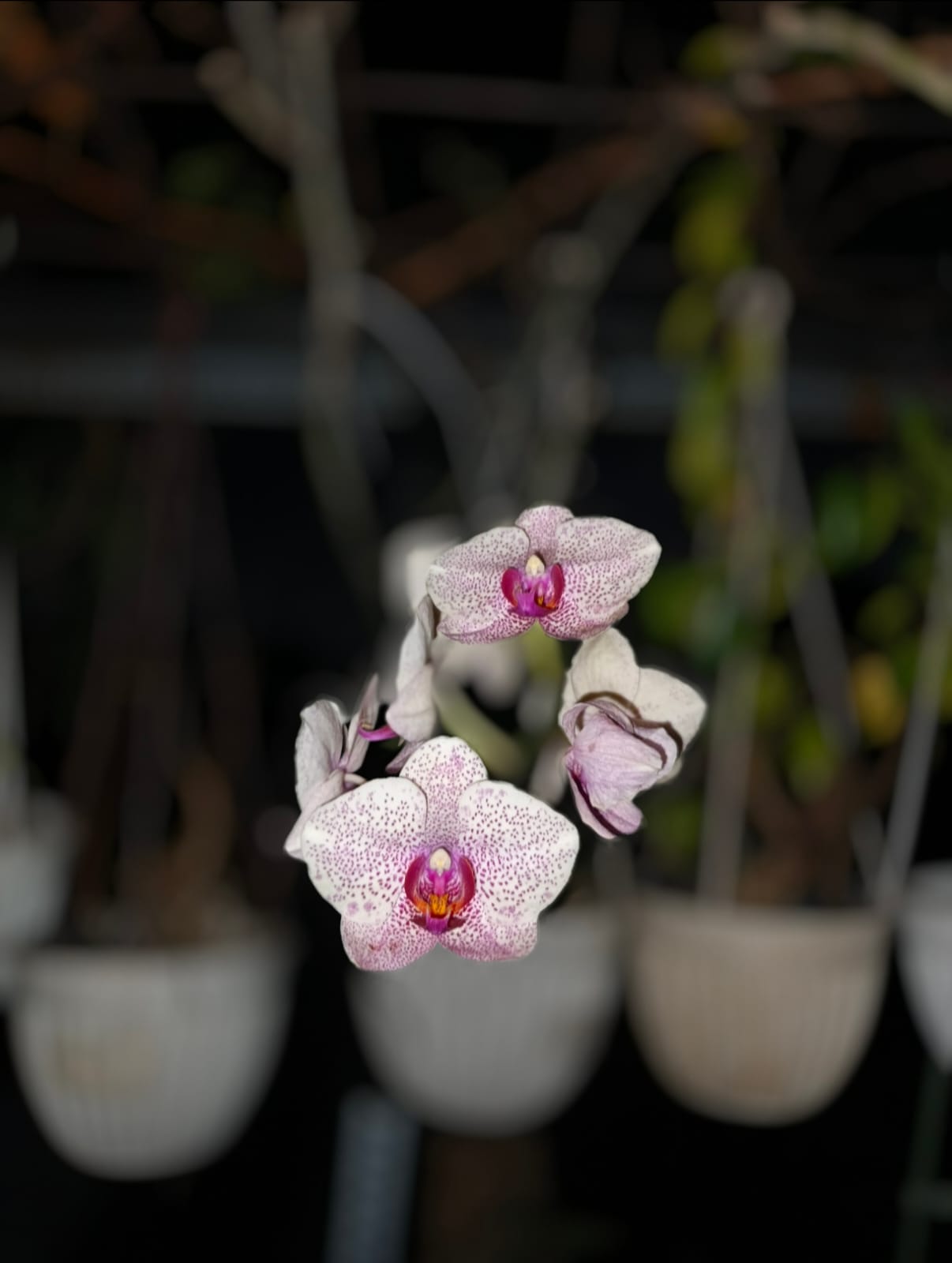 🌸 Anggrek Bulan (Phalaenopsis)