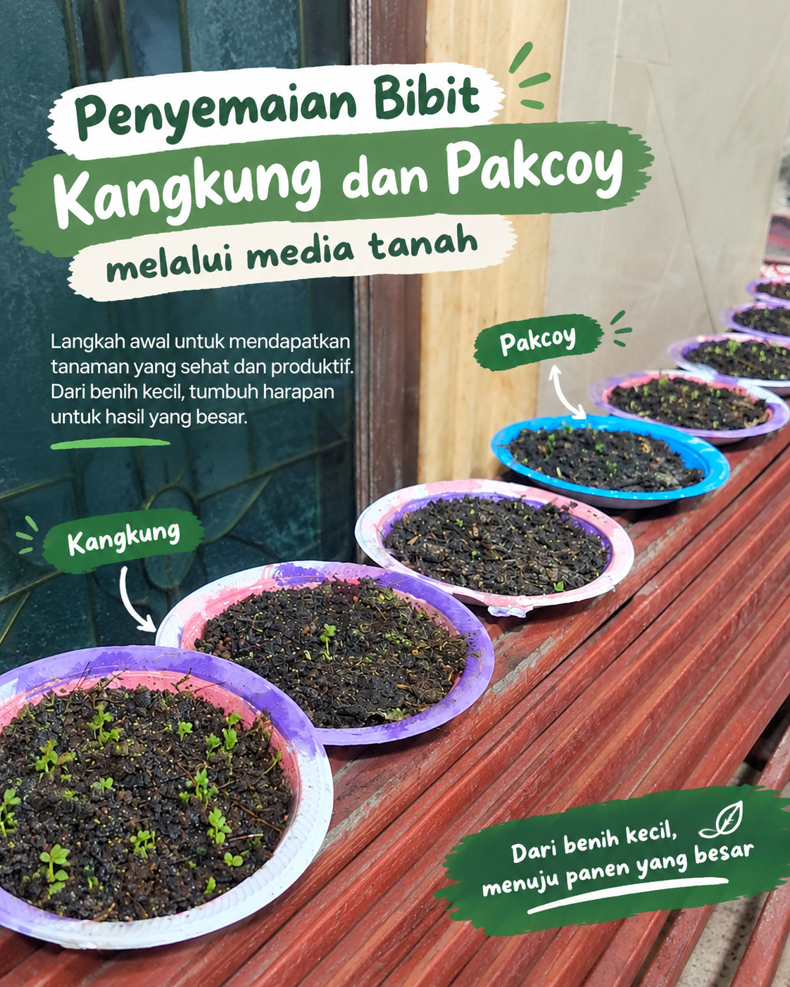 Menanam Pakcoy dan Kangkung
